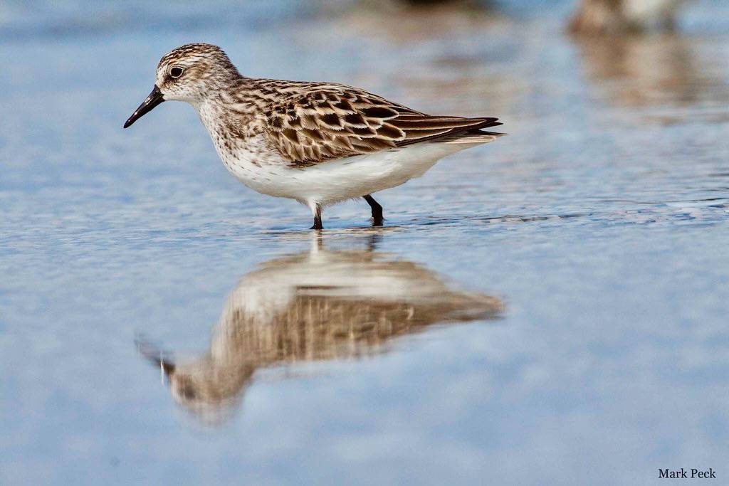 Semipalmated Sandpiper - Calidris pusilla by Mark Peck Bird Photography is licensed under CC BY-NC-SA 2.0.